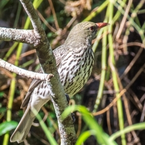 Oriolus sagittatus at Bundaberg East, QLD - 18 Jul 2024