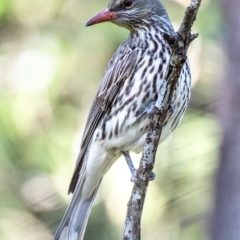 Oriolus sagittatus at Bundaberg East, QLD - 18 Jul 2024