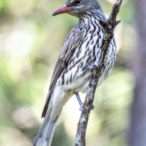 Oriolus sagittatus at Bundaberg East, QLD - 18 Jul 2024