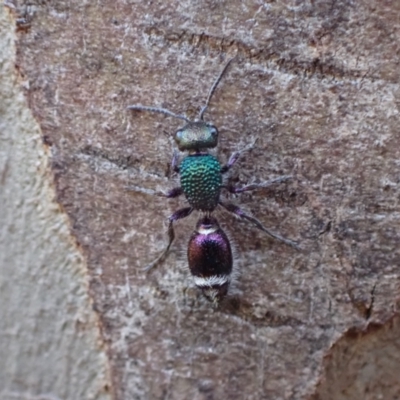 Aglaotilla sp. (genus) (Australian Velvet Ant) at Murrumbateman, NSW - 6 Sep 2024 by SimoneC