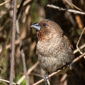 Lonchura punctulata at Bundaberg East, QLD - 18 Jul 2024