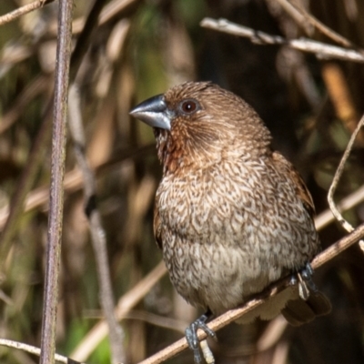 Lonchura punctulata (Scaly-breasted Munia) at Bundaberg East, QLD - 18 Jul 2024 by Petesteamer