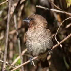 Lonchura punctulata at Bundaberg East, QLD - 18 Jul 2024