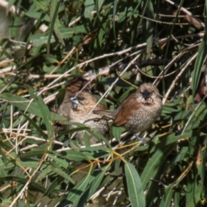 Lonchura punctulata at Bundaberg East, QLD - 18 Jul 2024