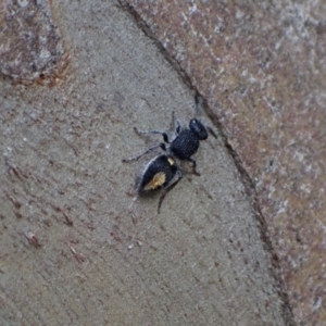 Mutillidae (family) at Murrumbateman, NSW - 6 Sep 2024