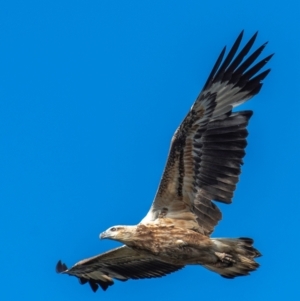 Haliaeetus leucogaster at Bargara, QLD - 18 Jul 2024 03:36 PM