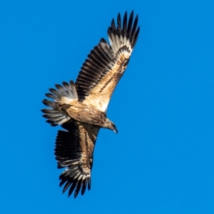 Haliaeetus leucogaster at Bargara, QLD - 18 Jul 2024 03:36 PM