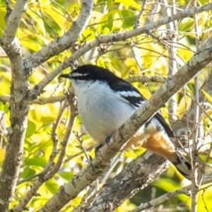 Lalage leucomela at Mon Repos, QLD - 18 Jul 2024