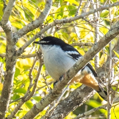 Lalage leucomela (Varied Triller) at Mon Repos, QLD - 18 Jul 2024 by Petesteamer