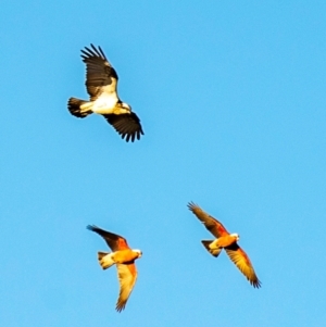 Pandion haliaetus at Mon Repos, QLD - suppressed