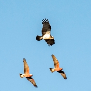 Pandion haliaetus at Mon Repos, QLD - suppressed