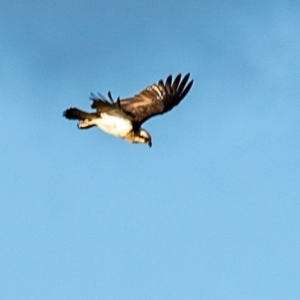 Pandion haliaetus at Mon Repos, QLD - suppressed