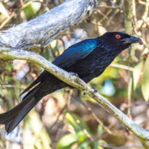 Dicrurus bracteatus at Bargara, QLD - 18 Jul 2024