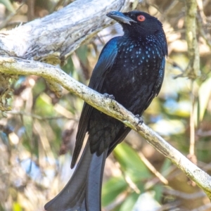 Dicrurus bracteatus at Bargara, QLD - 18 Jul 2024