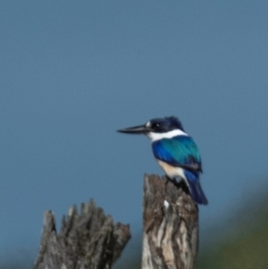 Todiramphus macleayii at Rubyanna, QLD - 4 Jul 2024