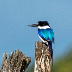 Todiramphus macleayii at Rubyanna, QLD - 4 Jul 2024