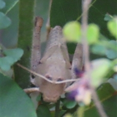 Unverified Grasshopper, Cricket or Katydid (Orthoptera) at Moollattoo, NSW - 6 Sep 2024 by lbradley