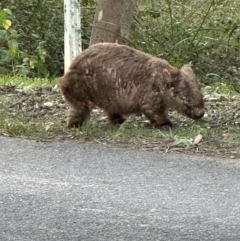 Vombatus ursinus (Common wombat, Bare-nosed Wombat) at Kangaroo Valley, NSW - 6 Sep 2024 by lbradley