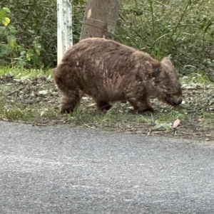 Vombatus ursinus at Kangaroo Valley, NSW - 6 Sep 2024 05:28 PM