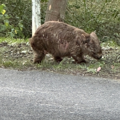 Vombatus ursinus (Common wombat, Bare-nosed Wombat) at Kangaroo Valley, NSW - 6 Sep 2024 by lbradley