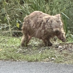 Vombatus ursinus at Kangaroo Valley, NSW - 6 Sep 2024 05:28 PM