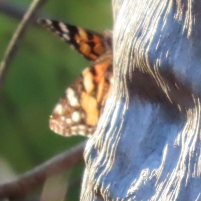 Vanessa kershawi (Australian Painted Lady) at Moollattoo, NSW - 6 Sep 2024 by lbradley