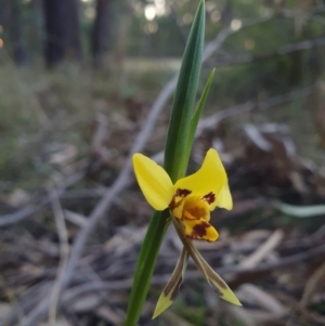 Diuris sulphurea at Penrose, NSW - suppressed