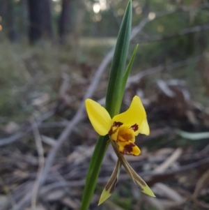 Diuris sulphurea at Penrose, NSW - 4 Sep 2024