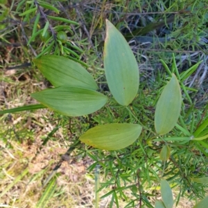 Eustrephus latifolius at Penrose, NSW - 26 Aug 2024