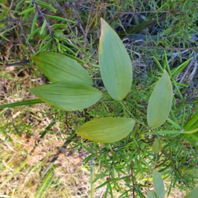 Eustrephus latifolius (Wombat Berry) at Penrose, NSW - 26 Aug 2024 by Aussiegall