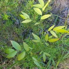 Eustrephus latifolius at Penrose, NSW - suppressed