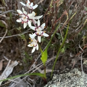 Wurmbea dioica subsp. dioica at Hackett, ACT - 3 Sep 2024 05:56 PM