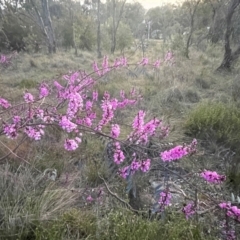 Indigofera australis subsp. australis (Australian Indigo) at Hackett, ACT - 3 Sep 2024 by Clarel