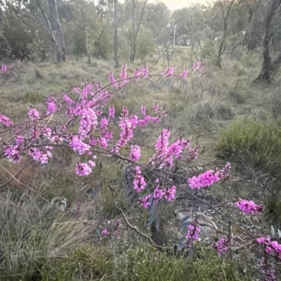 Indigofera australis subsp. australis (Australian Indigo) at Hackett, ACT - 3 Sep 2024 by Clarel