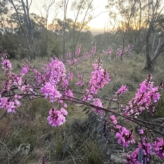 Indigofera australis subsp. australis at Hackett, ACT - 3 Sep 2024 05:55 PM