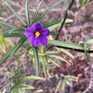 Solanum linearifolium at Watson, ACT - 3 Sep 2024 05:45 PM