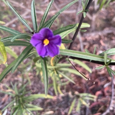 Solanum linearifolium (Kangaroo Apple) at Watson, ACT - 3 Sep 2024 by Clarel