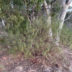 Solanum linearifolium at Watson, ACT - 3 Sep 2024