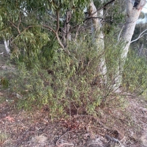 Solanum linearifolium at Watson, ACT - 3 Sep 2024