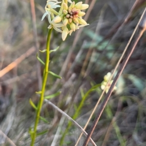 Stackhousia monogyna at Hackett, ACT - 3 Sep 2024