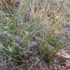 Stackhousia monogyna at Hackett, ACT - 3 Sep 2024