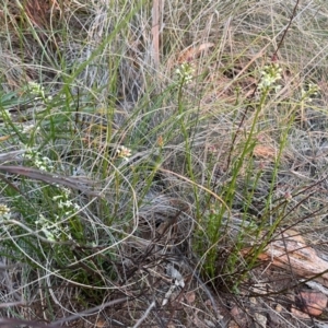 Stackhousia monogyna at Hackett, ACT - 3 Sep 2024