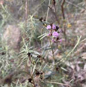 Glycine clandestina at Watson, ACT - 3 Sep 2024