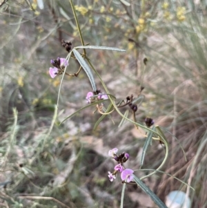 Glycine clandestina at Watson, ACT - 3 Sep 2024