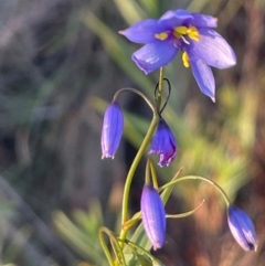 Stypandra glauca (Nodding Blue Lily) at Hackett, ACT - 3 Sep 2024 by Clarel