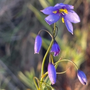 Stypandra glauca at Hackett, ACT - 3 Sep 2024