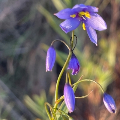 Stypandra glauca (Nodding Blue Lily) at Hackett, ACT - 3 Sep 2024 by Clarel