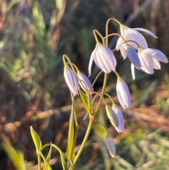 Stypandra glauca at Hackett, ACT - 3 Sep 2024