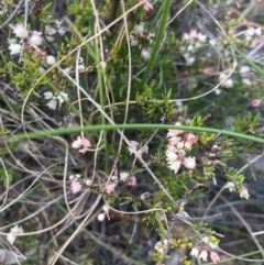 Cryptandra sp. Floriferous (W.R.Barker 4131) W.R.Barker at Hackett, ACT - 3 Sep 2024 by Clarel