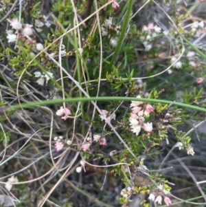 Cryptandra sp. Floriferous (W.R.Barker 4131) W.R.Barker at Hackett, ACT - 3 Sep 2024